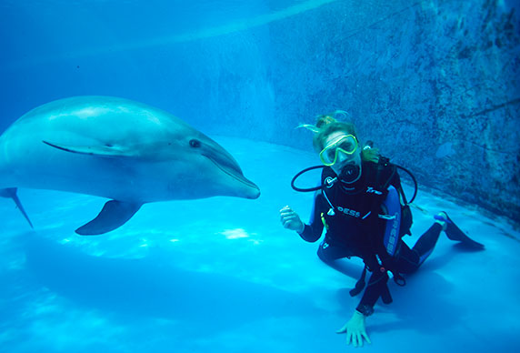 Scuba Diving With Dolphins - Free Spirit Ski & Scuba