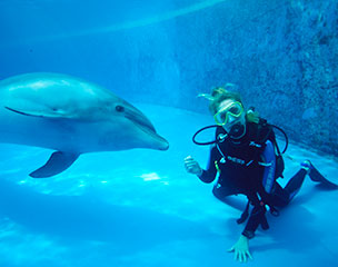 Dolphin Scuba Diving