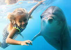 Schwimmen mit Delfinen-Package