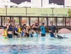 Dolphin Meet and Greet