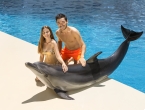 Photo with Dolphin